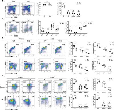 CCDC134 facilitates T cell activation through the regulation of early T cell receptor signaling